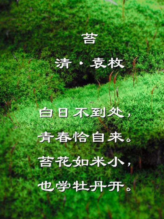 苔花什么时候开图片