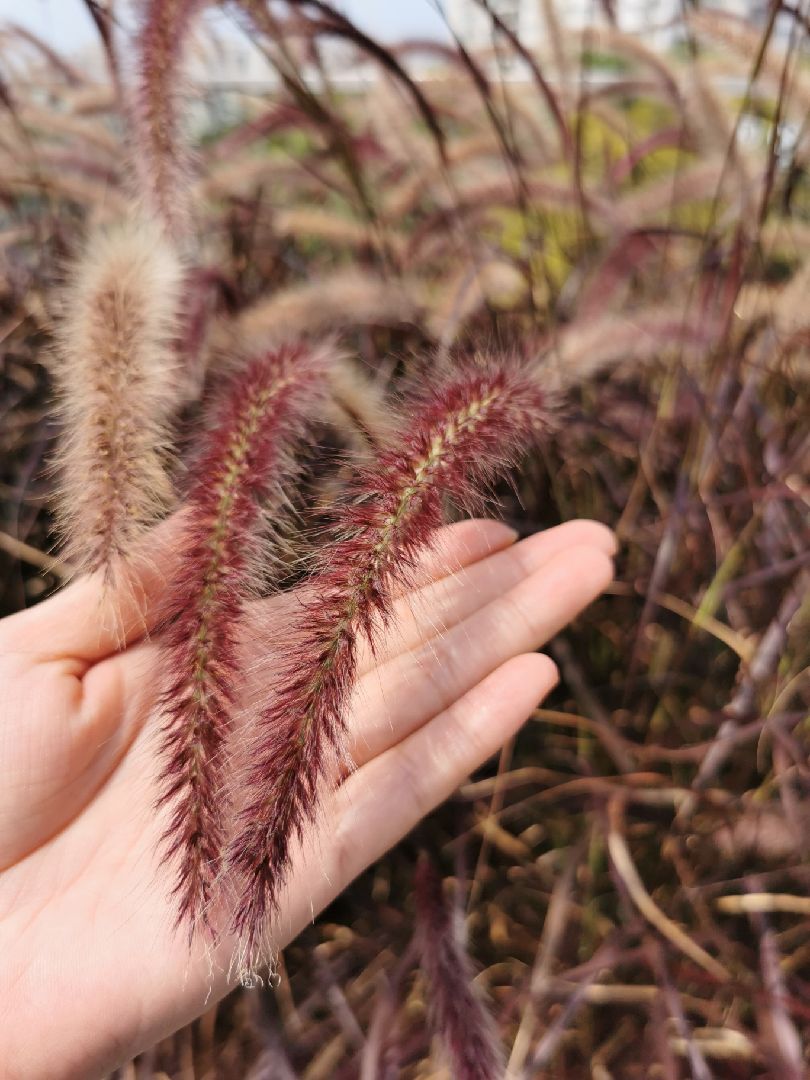 狗尾草生于荒野,道旁,为旱地作物常见的一种杂草_keep