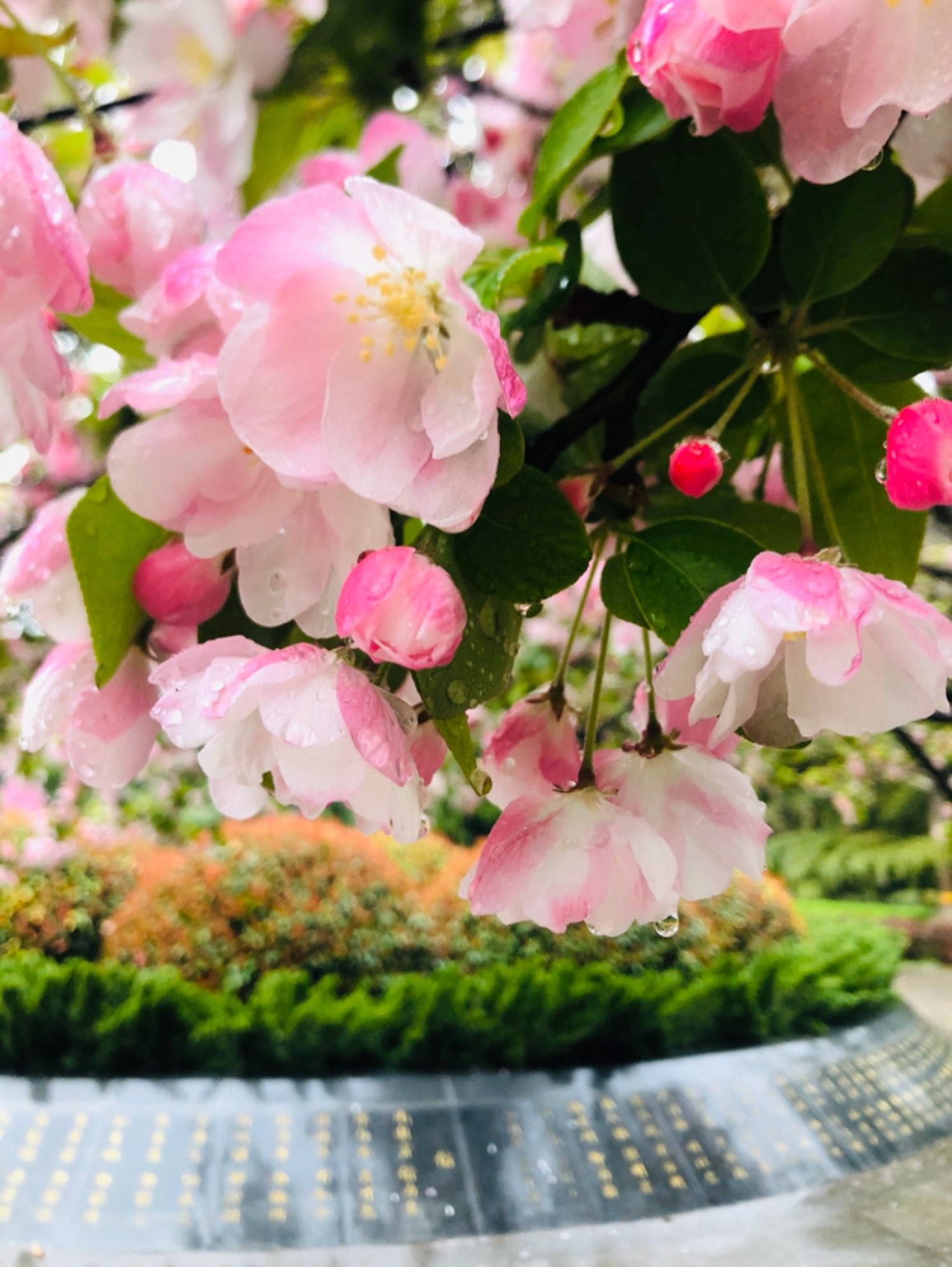 一支海棠春帶雨