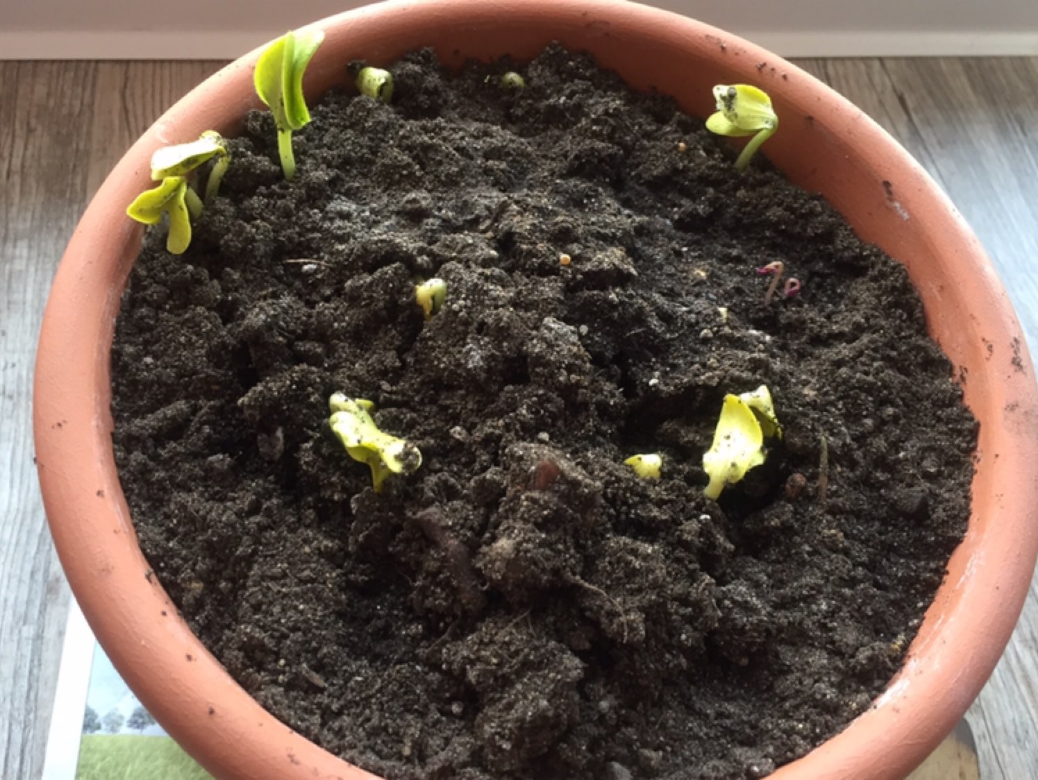 春分日种下的南瓜籽已经发芽好几颗了,生命的力量[色][色]