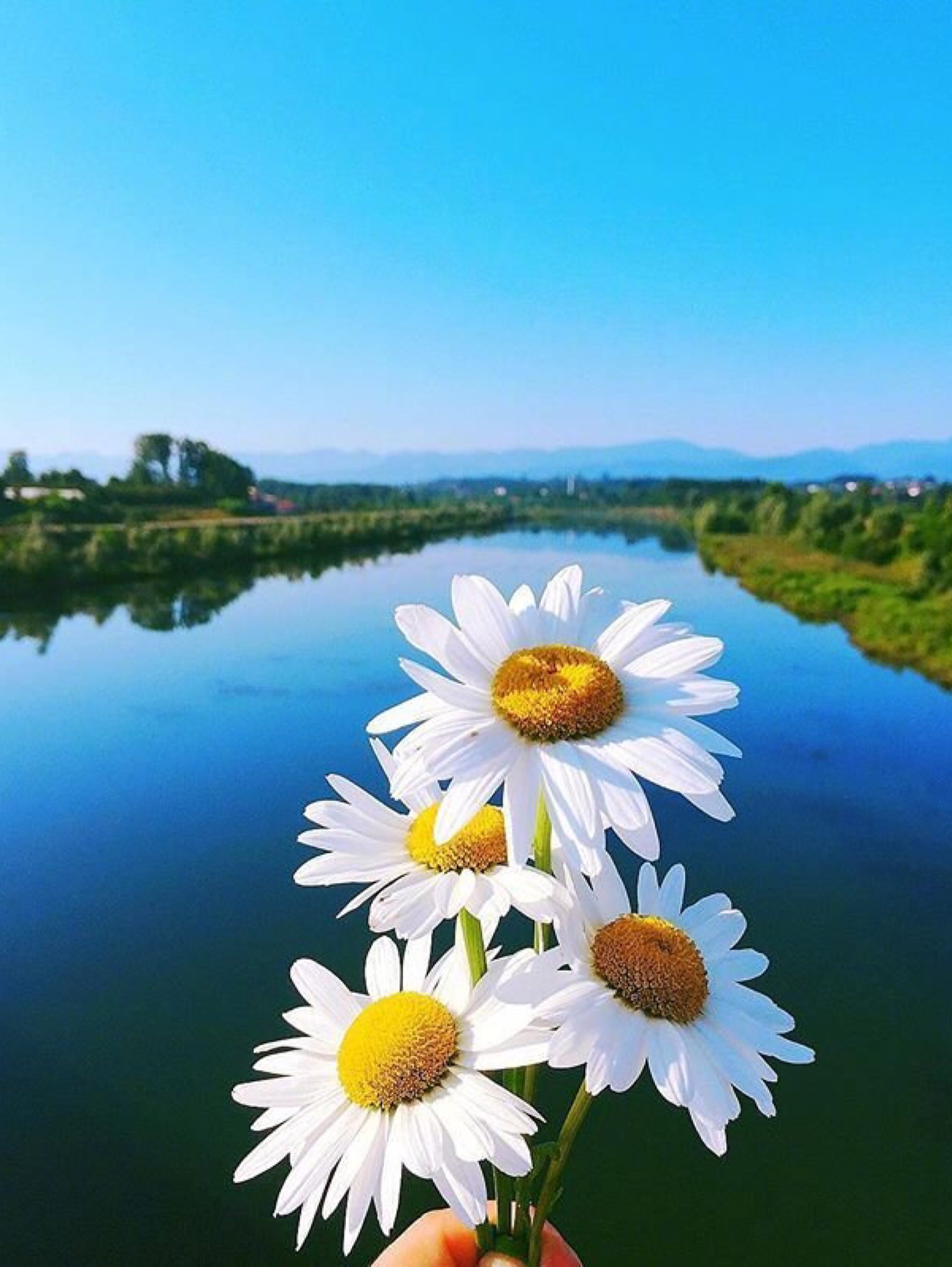 我多么希望有一个门口 早晨 阳光照在草地上草在结它的种子