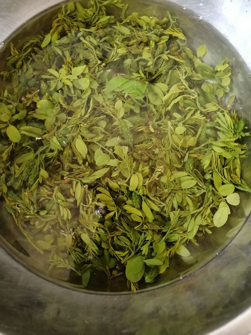 焯水后的洋槐芽,应该也属于山珍吧