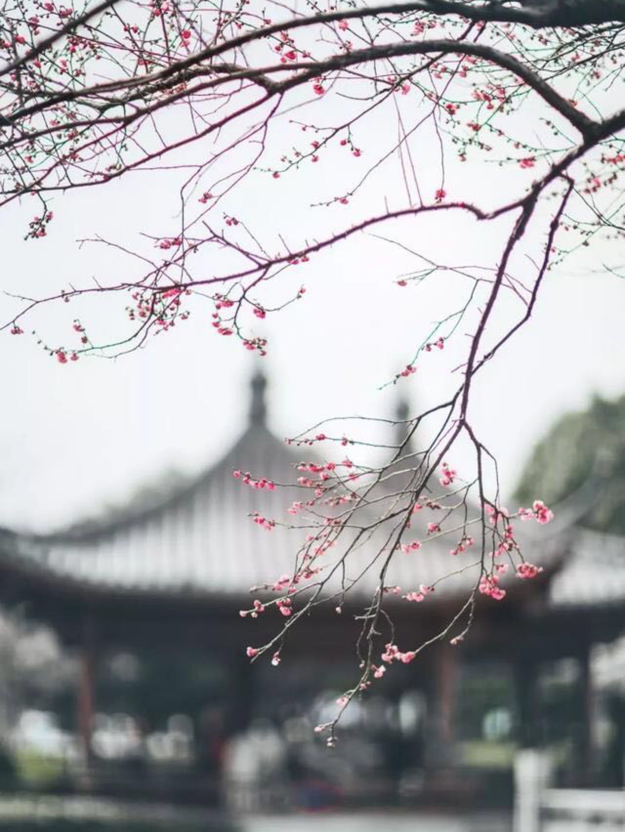 完成 铠甲胸肌雕刻 第95次