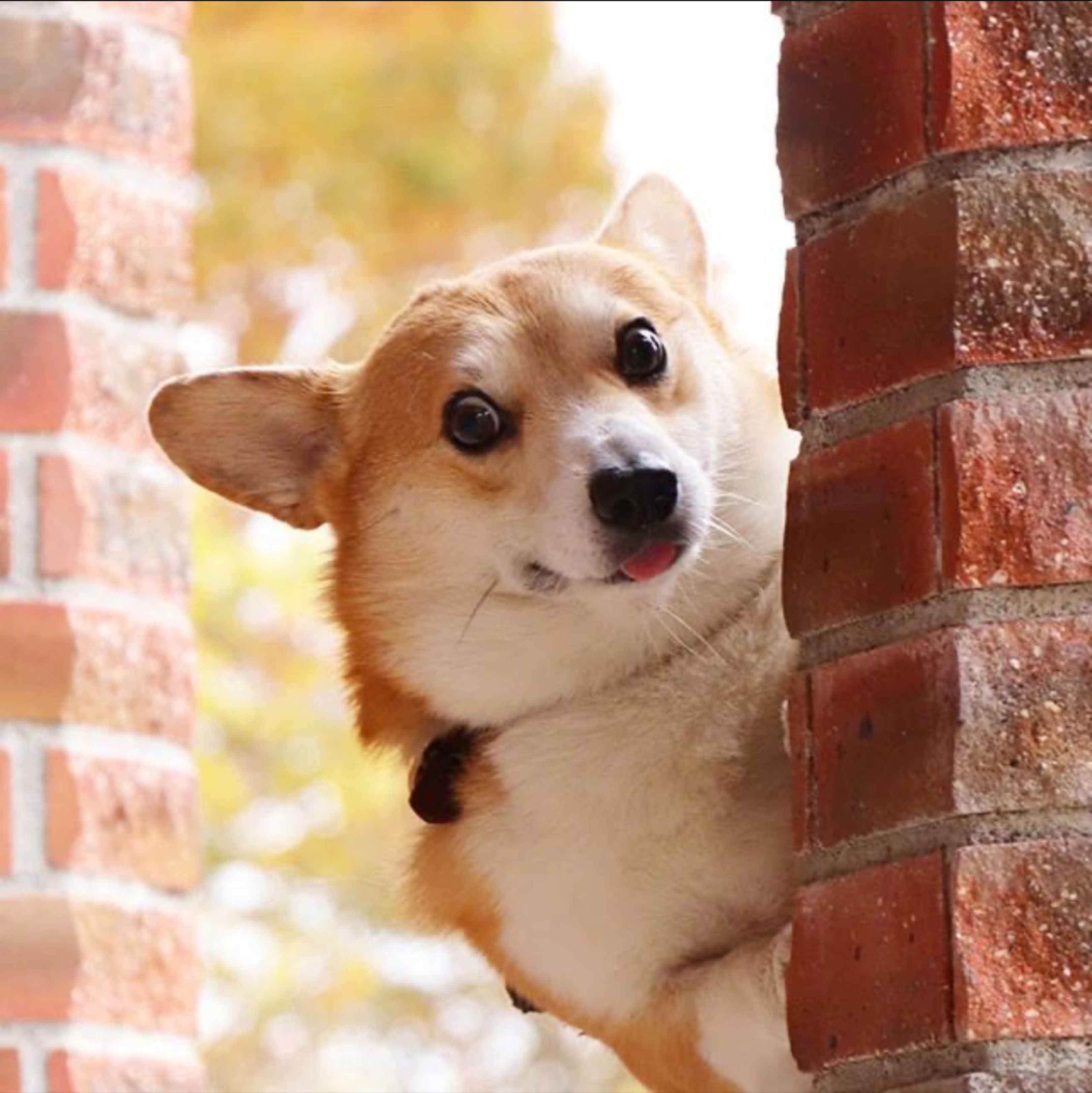 早上好元气满满的一天争当根正苗红的早起小能手[doge]