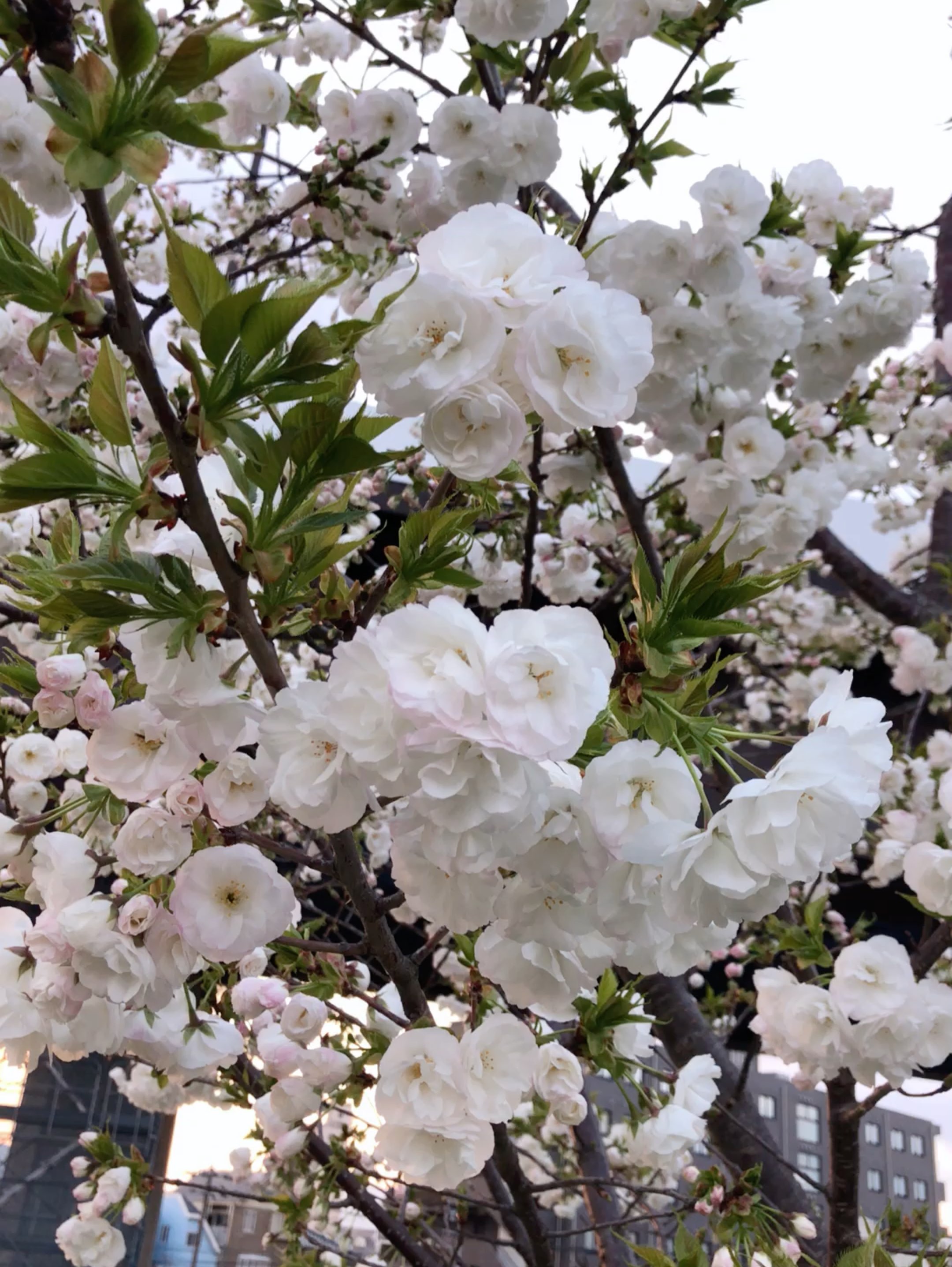 樱花花骨朵儿的图片图片