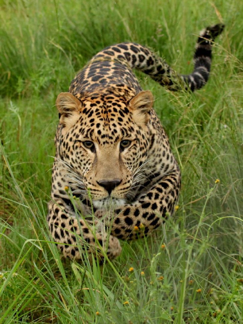 爆炸心率直线飙升就像这只花豹在追一只猎物