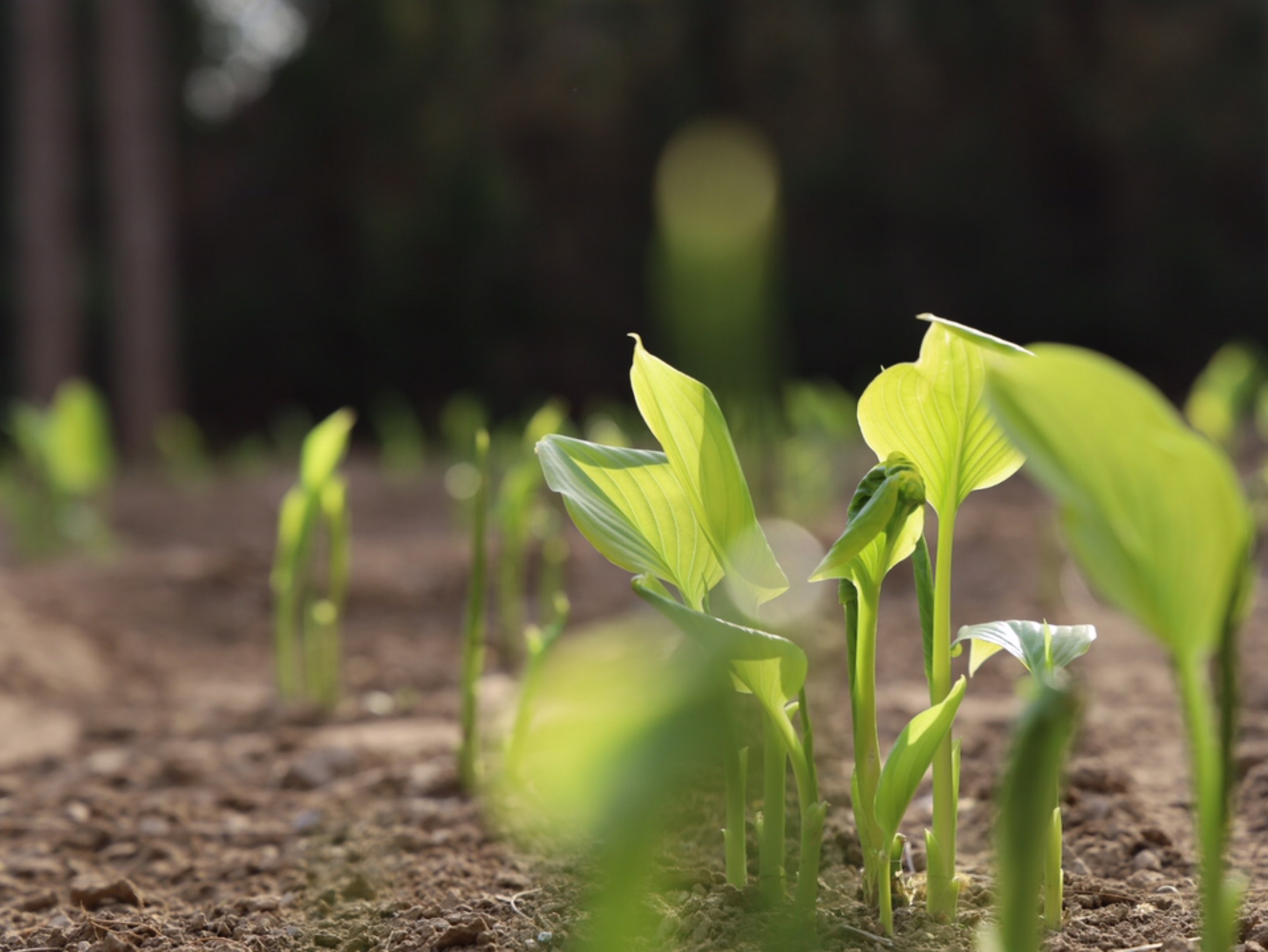 清早七点去公园散步,感受春天,正是丁香花,海棠花的季节,看繁花似锦