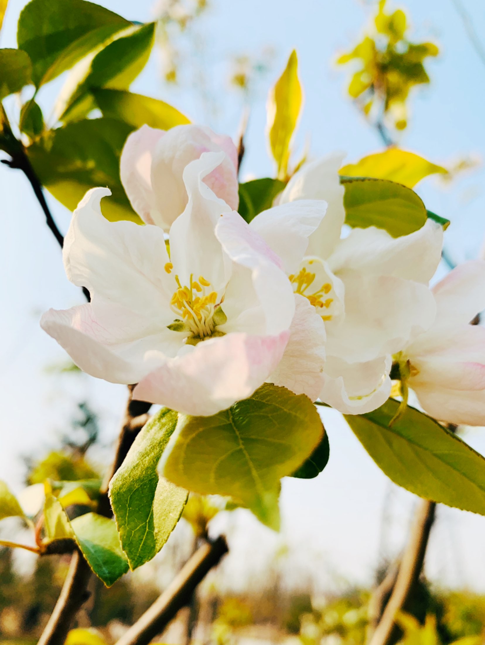 周一的早晨,有淡淡的霾,却也阻挡不了海棠的花开,或白或粉的花瓣,随