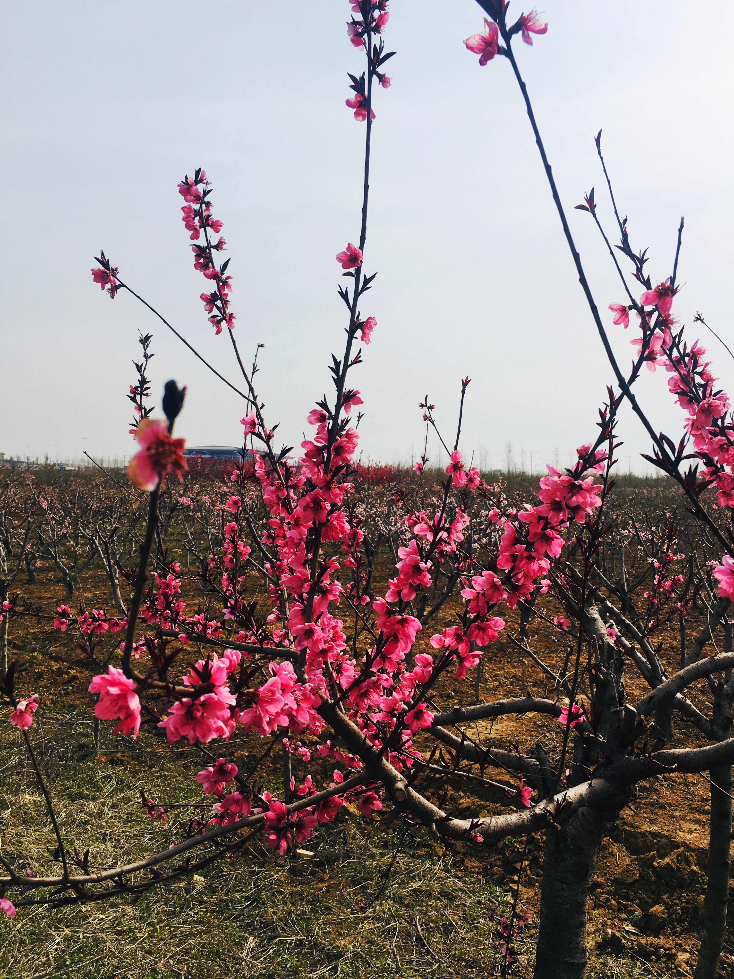 满山桃花烂漫风景优美