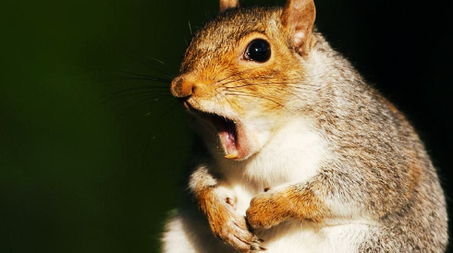 小胖子又回来啦,收起我那惊讶的表情