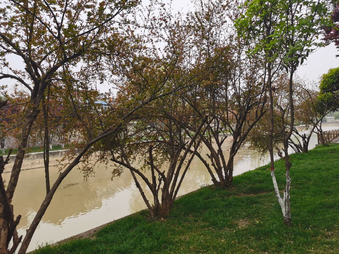 夹岸数百步,中无杂树,芳草鲜美,翻墙跃梯.