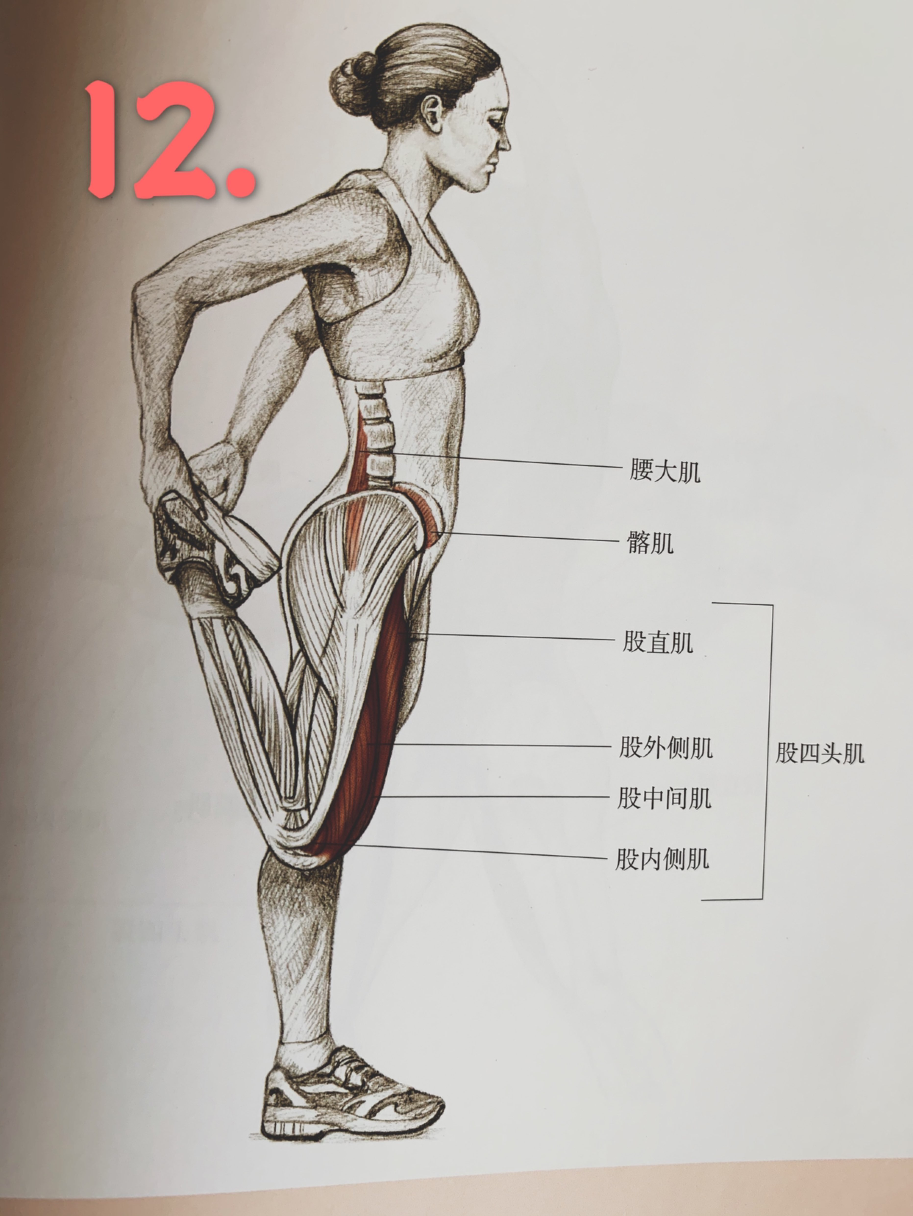 髋关节外旋肌肉图片