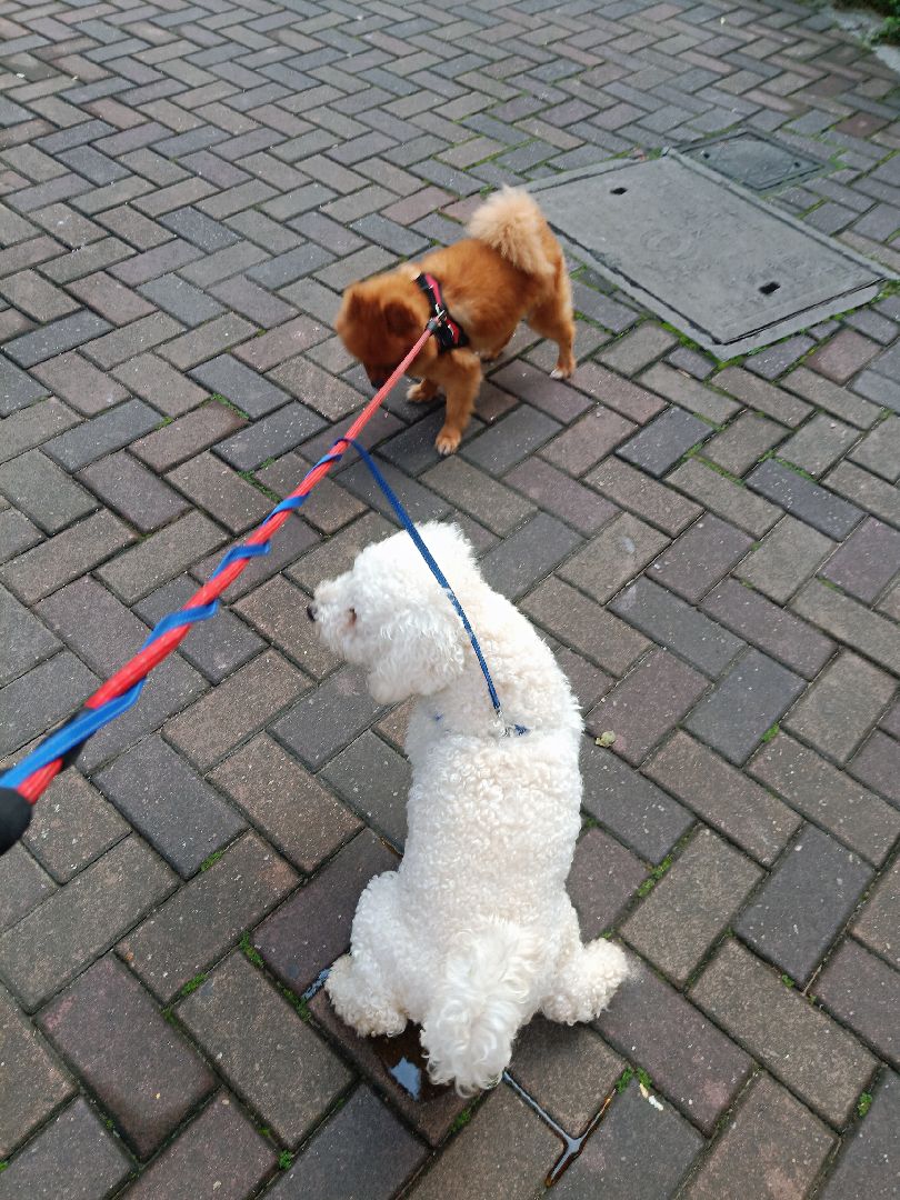 每天早上不知道是我在遛狗还是狗在遛我反正我都是走到最后面