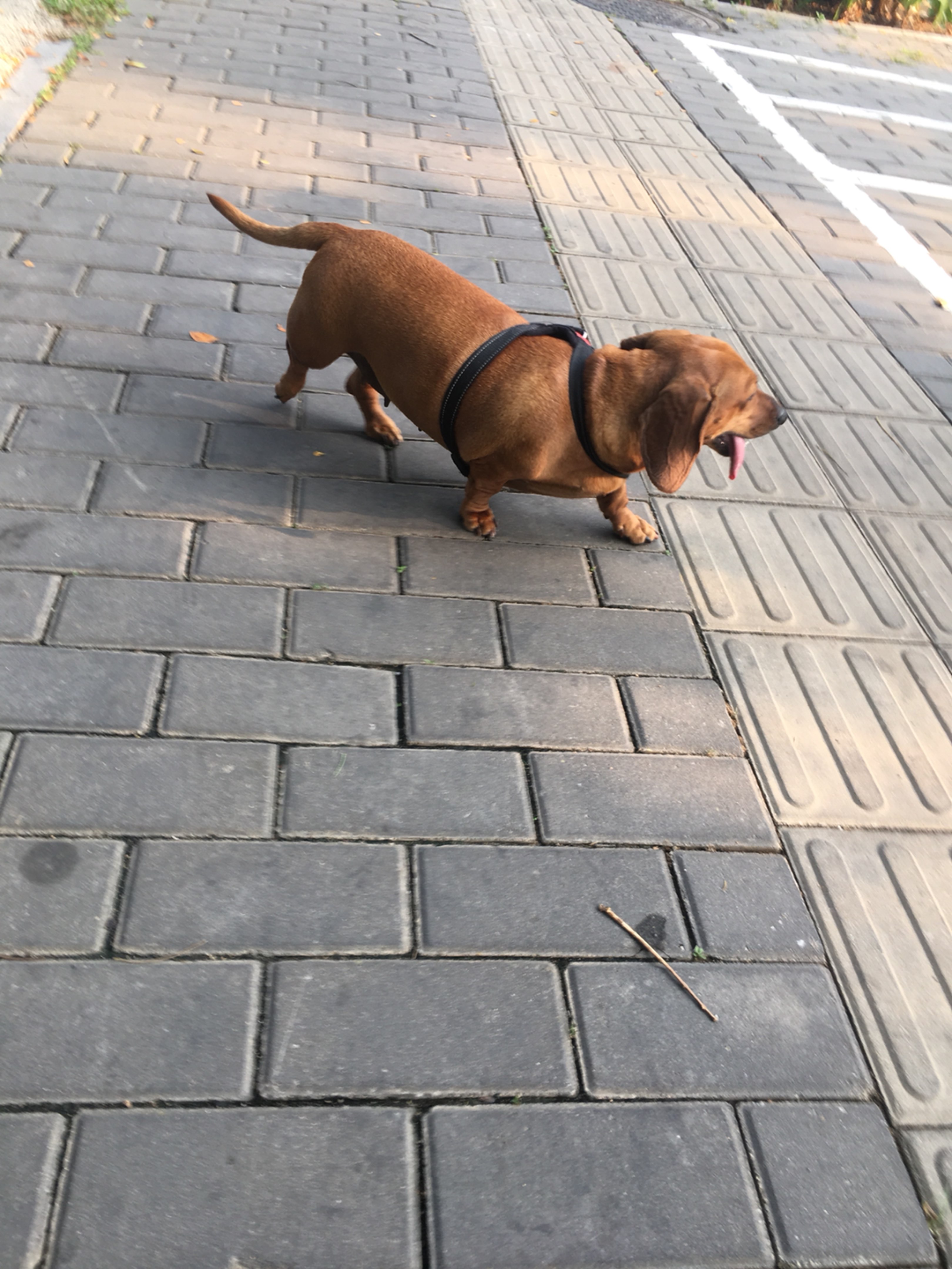 这小短腿 看到美女就不管他家主银了