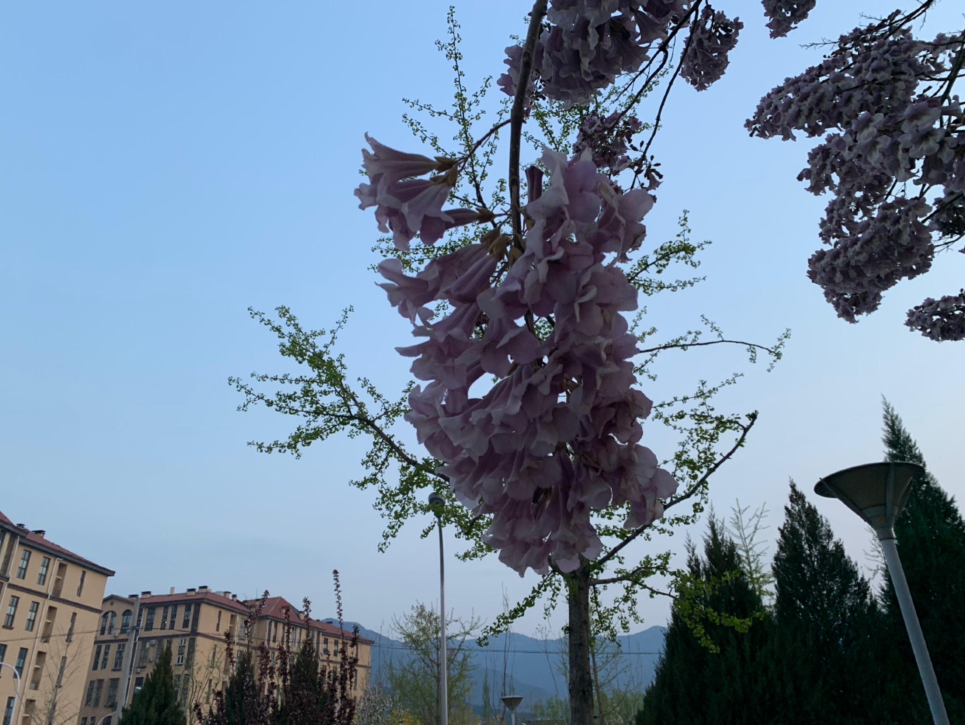 紫桐花梧桐都开了,还需担心凤凰不来?