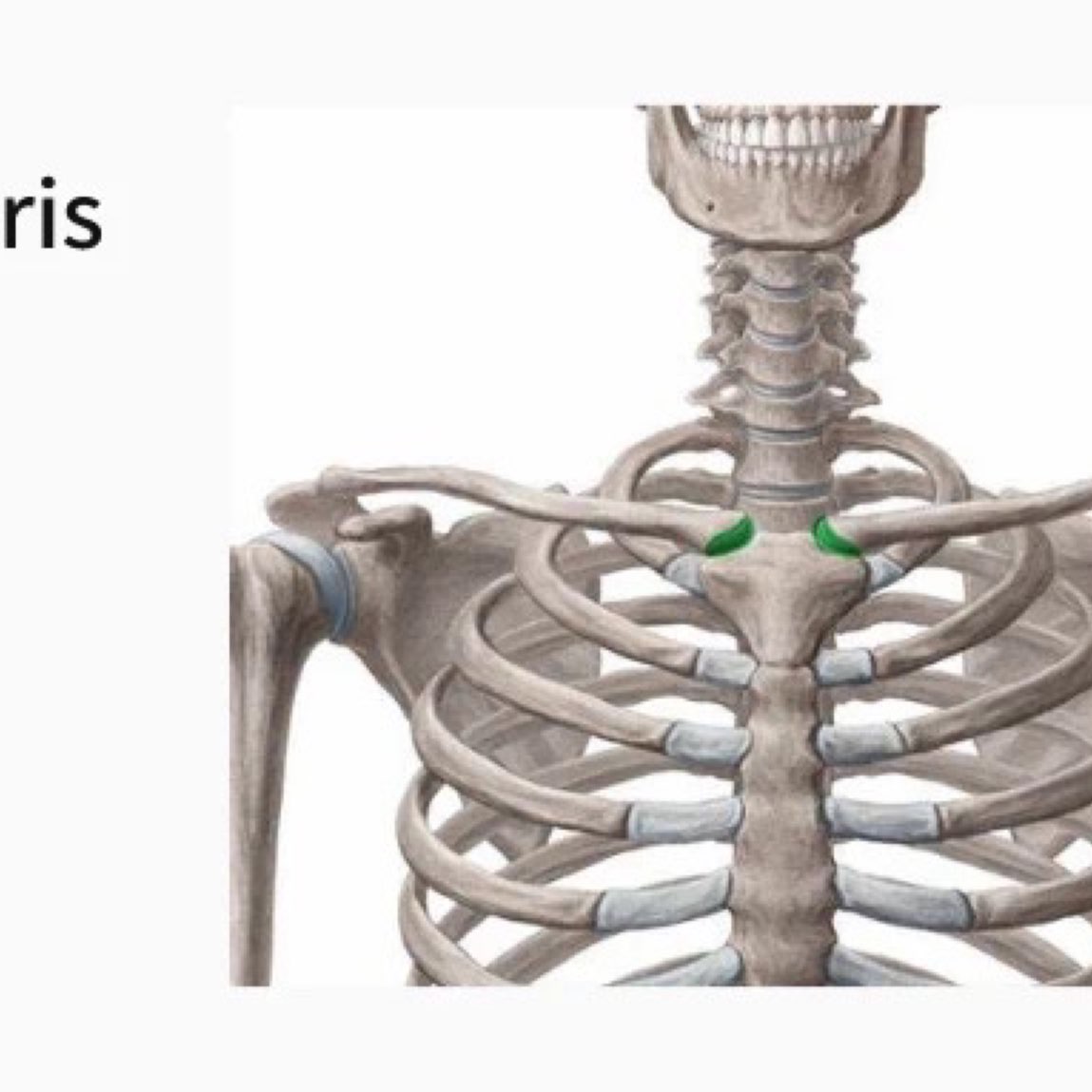 胸锁关节位置图图片