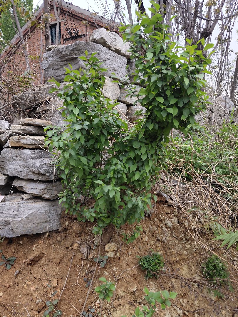 这颗小榆树很茂盛啊!