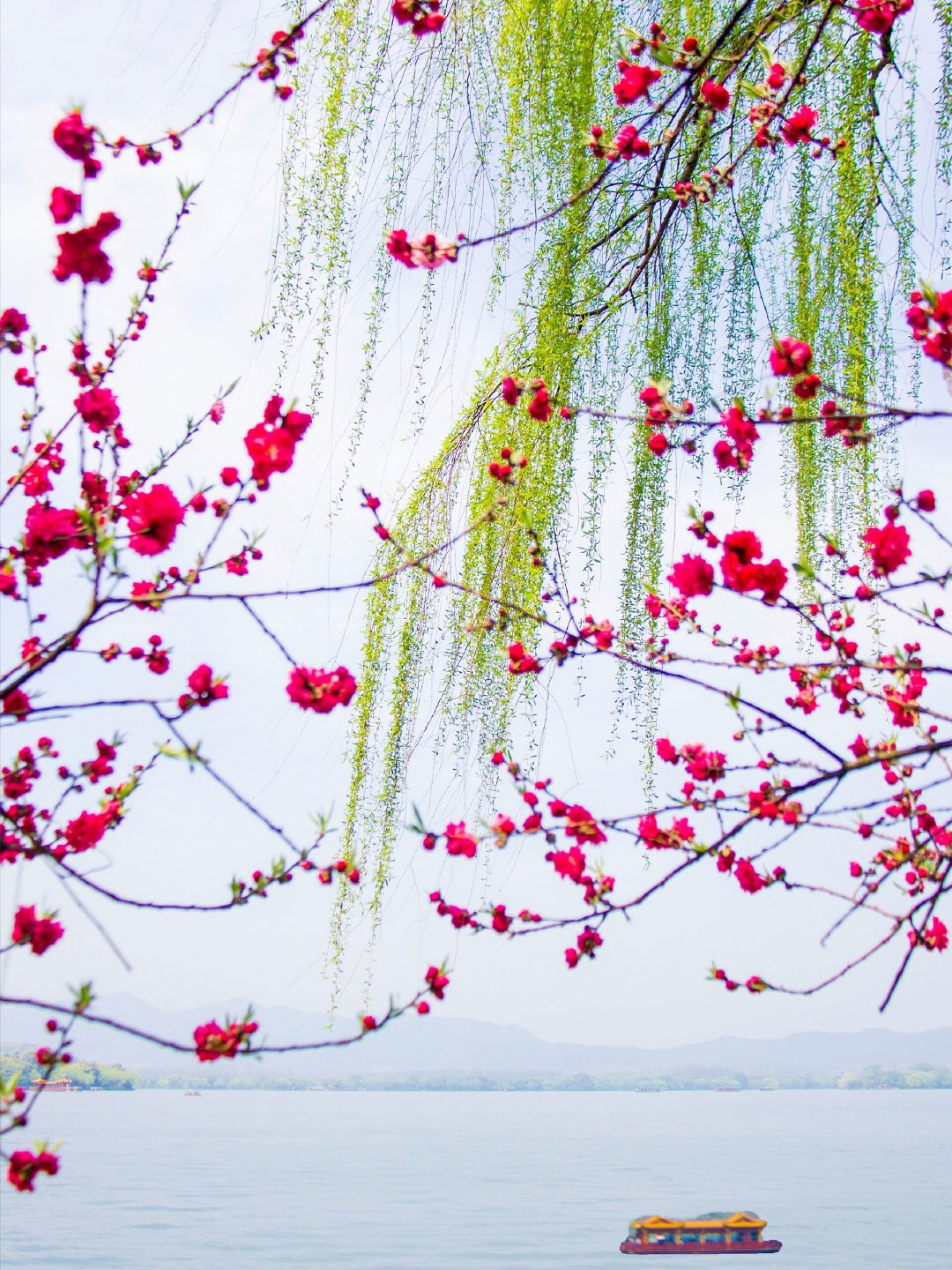 春风杨柳桃花图片图片