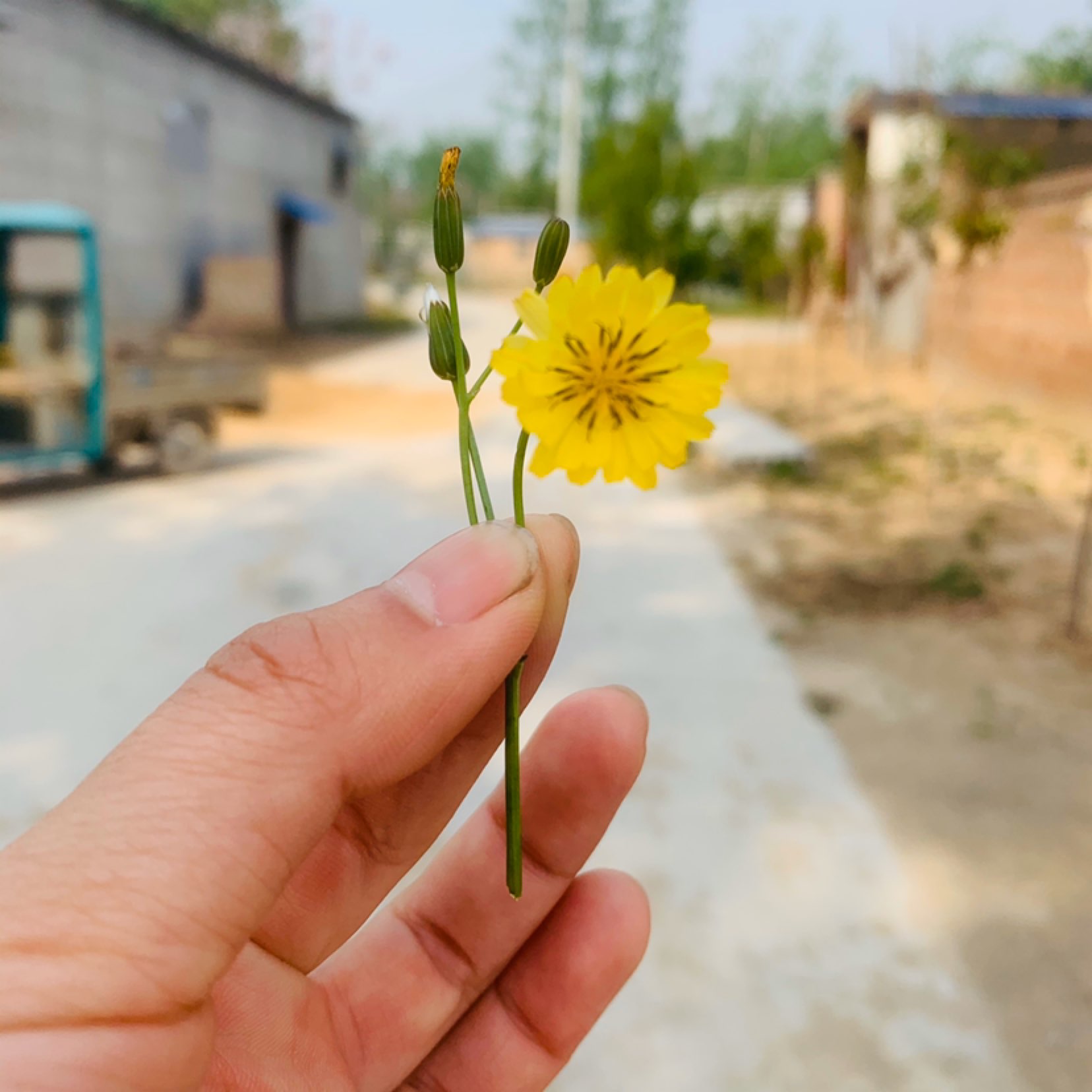 摘朵小花花送给我自己.