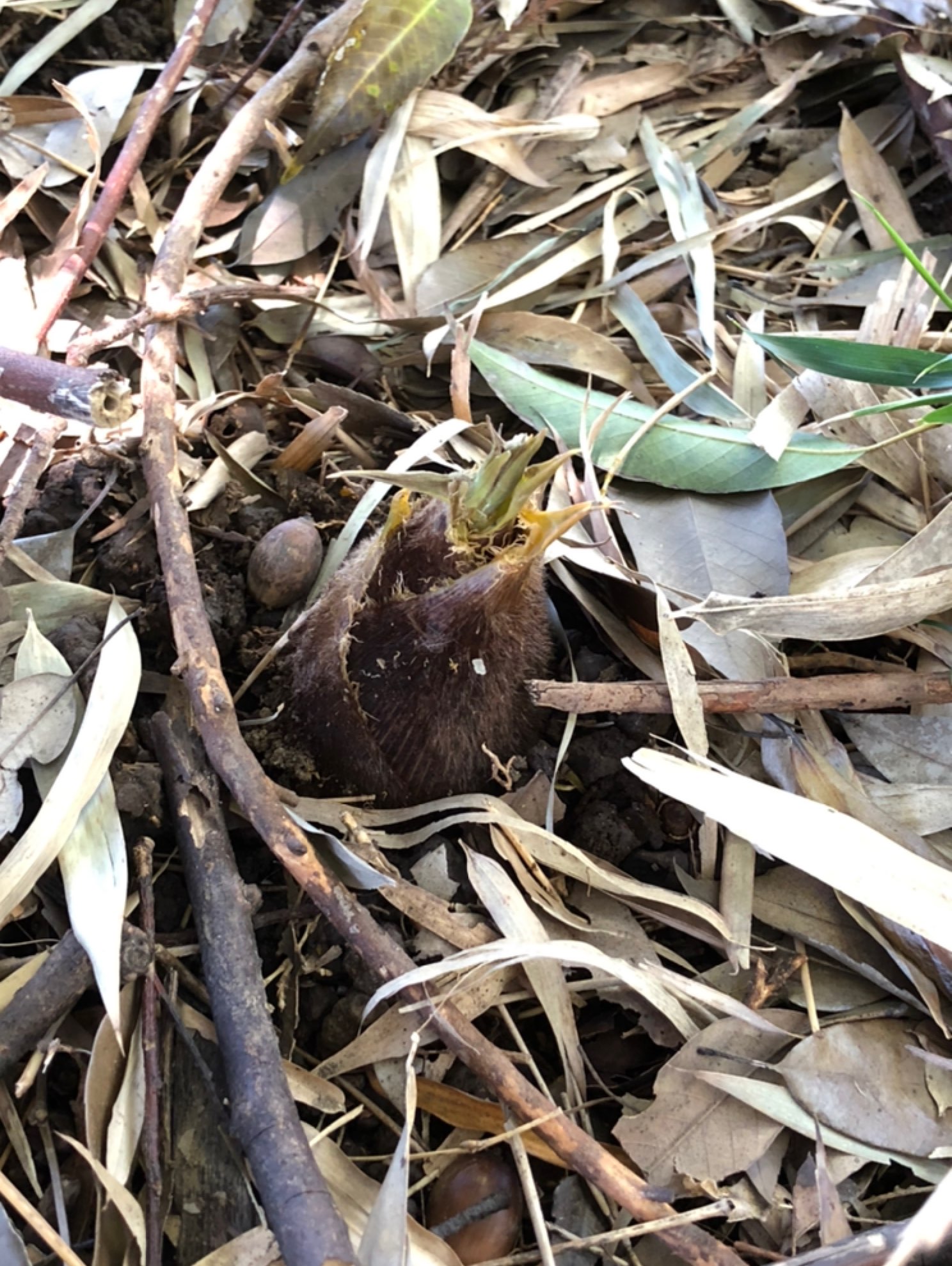 春天了春雨过后竹笋冒出尖尖角
