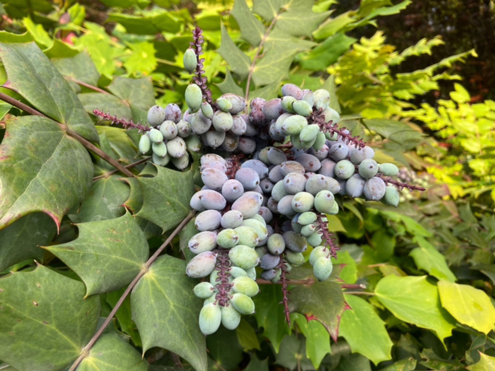 完成认识了一种新植物～这叫"阔叶十大功劳"!