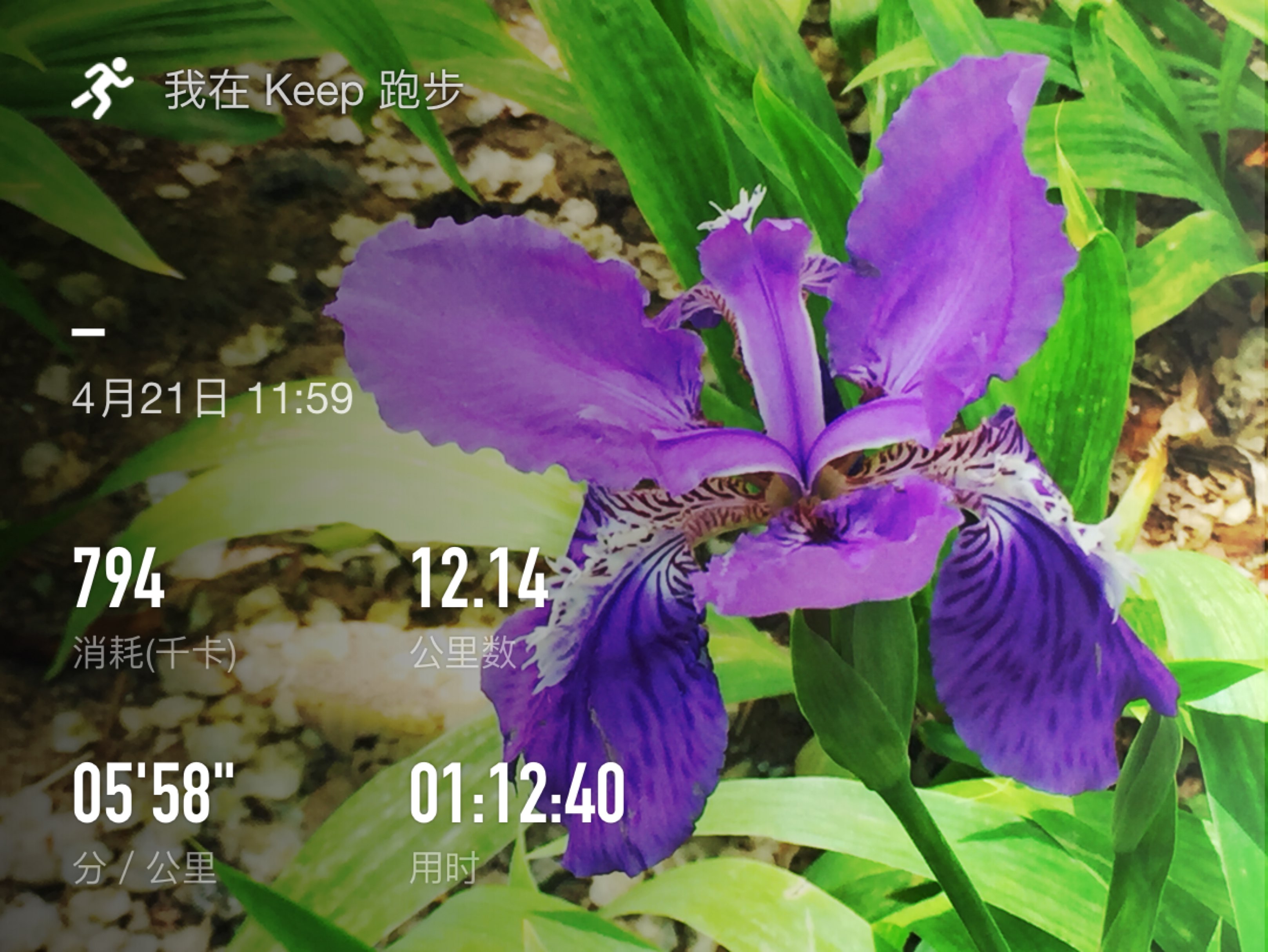 梵高画过的～紫色鸢尾花