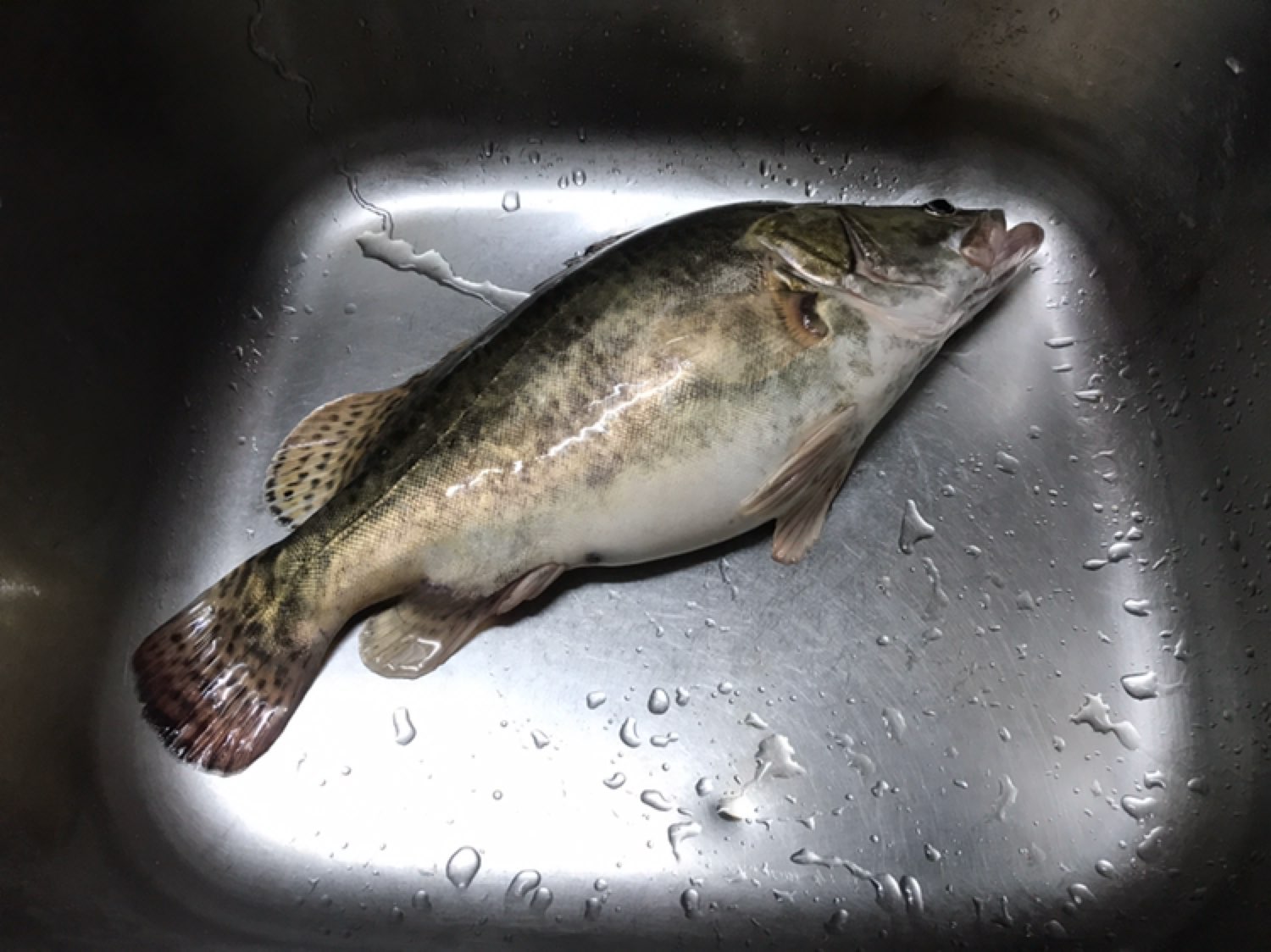 猪队友拿回来一条活蹦乱跳特肥美的鳜鱼,说是今天在长江钓的,可我总