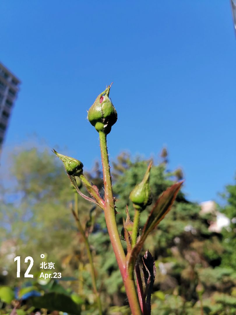 今夏第一朵月季花蕾怎样傲娇都不为过呢