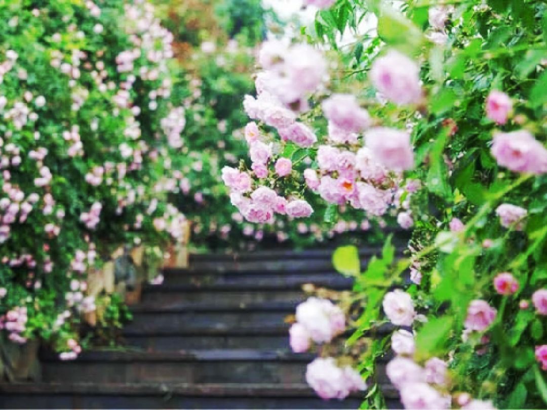 岁月有爱,一路繁花_keep