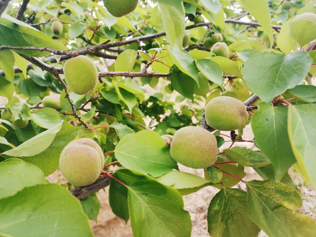 六点起床和桐姐继续晨跑秃秃的果树长出树叶结出果实麦苗长成麦穗牡丹