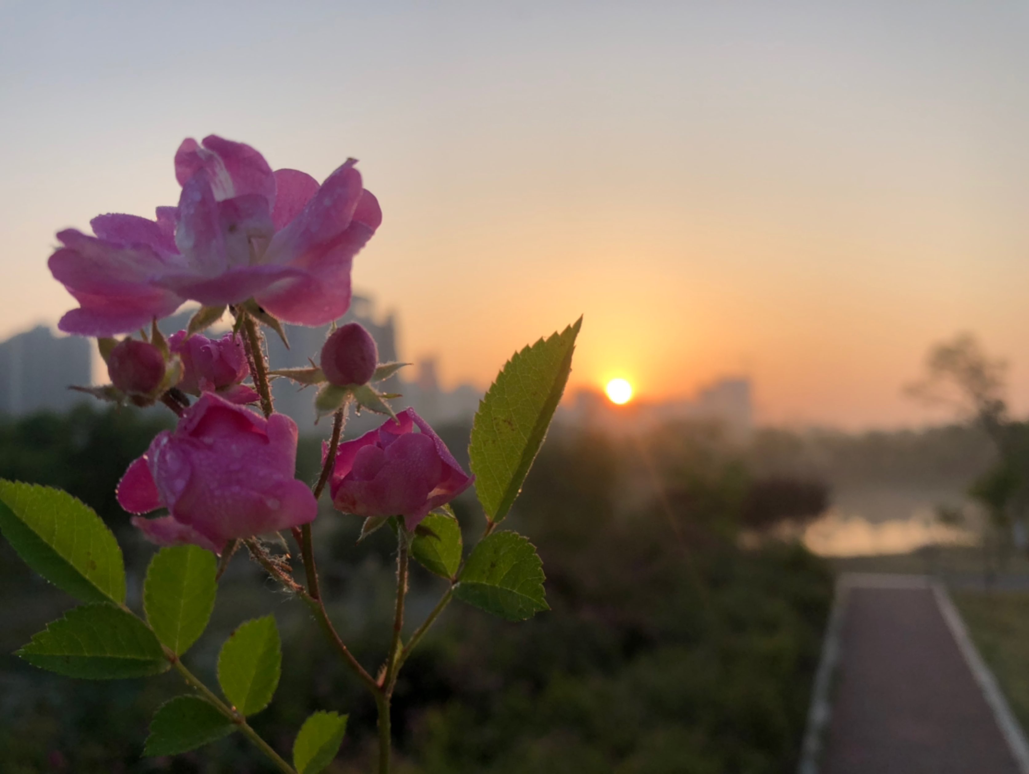 享受清晨的第一縷陽光早餐