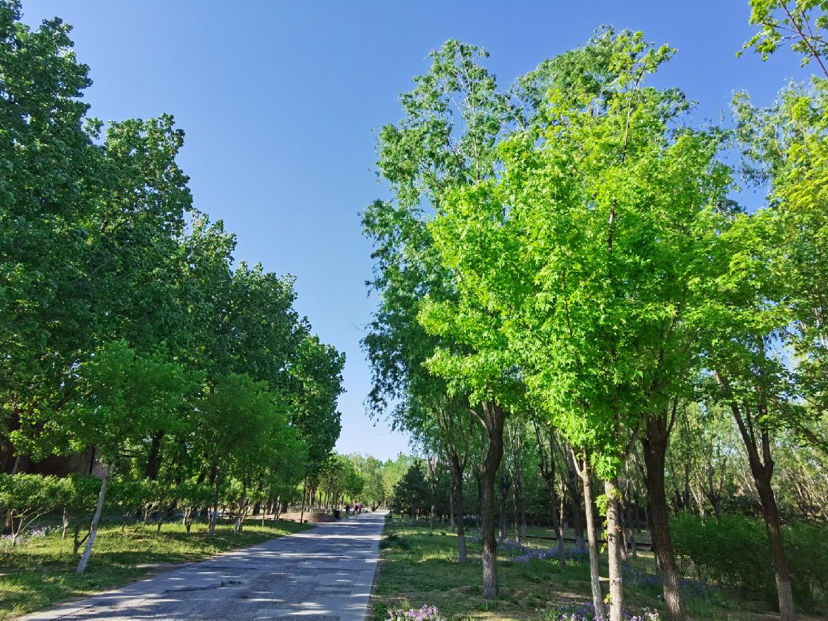 绿树浓荫夏日长