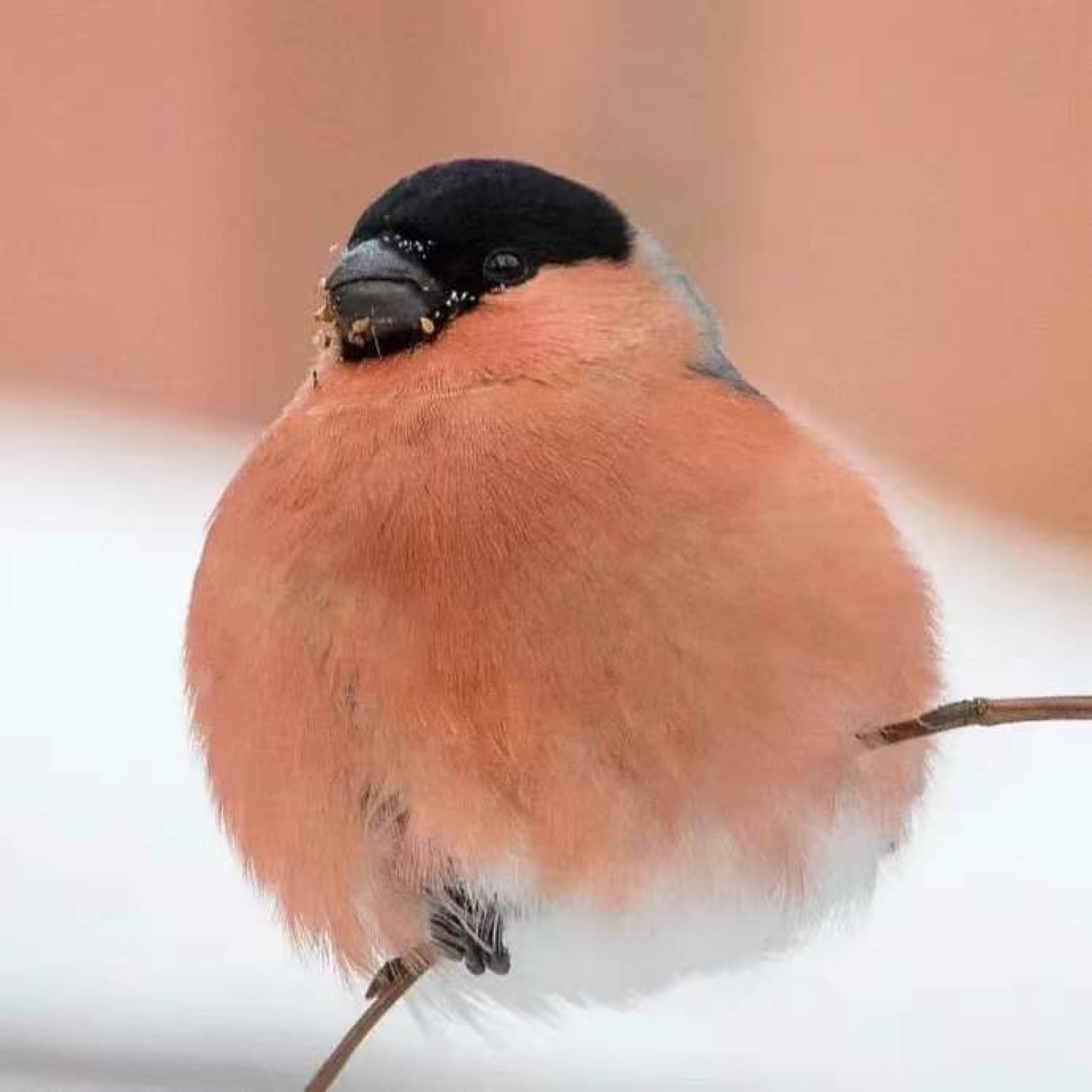 又是胖胖的一天