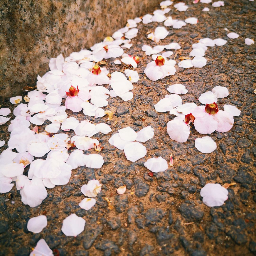 满地花瓣,不忍踩