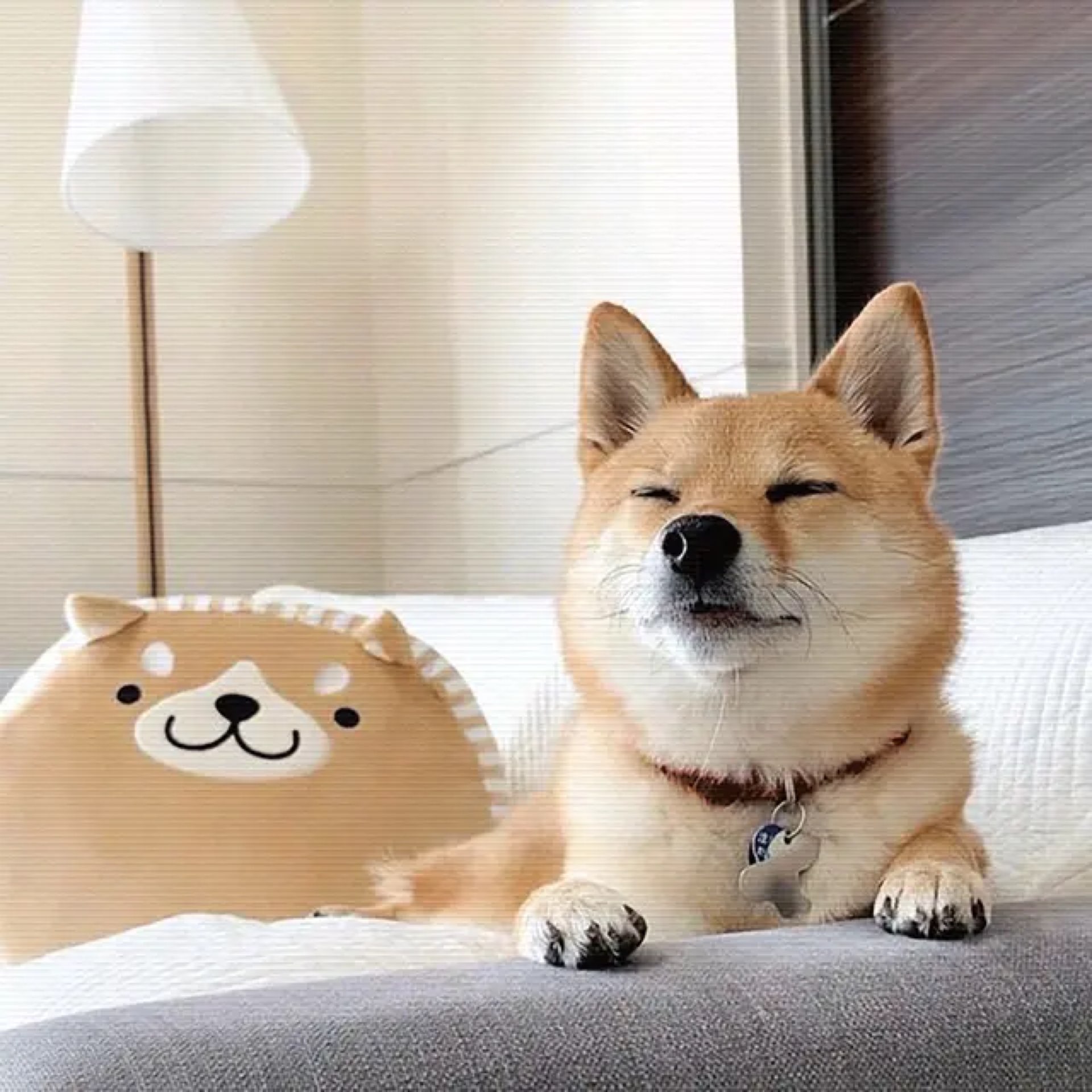 泡沫轴放松带给我的龇牙咧嘴的奇妙时光新的一天开始了,元气满满呦