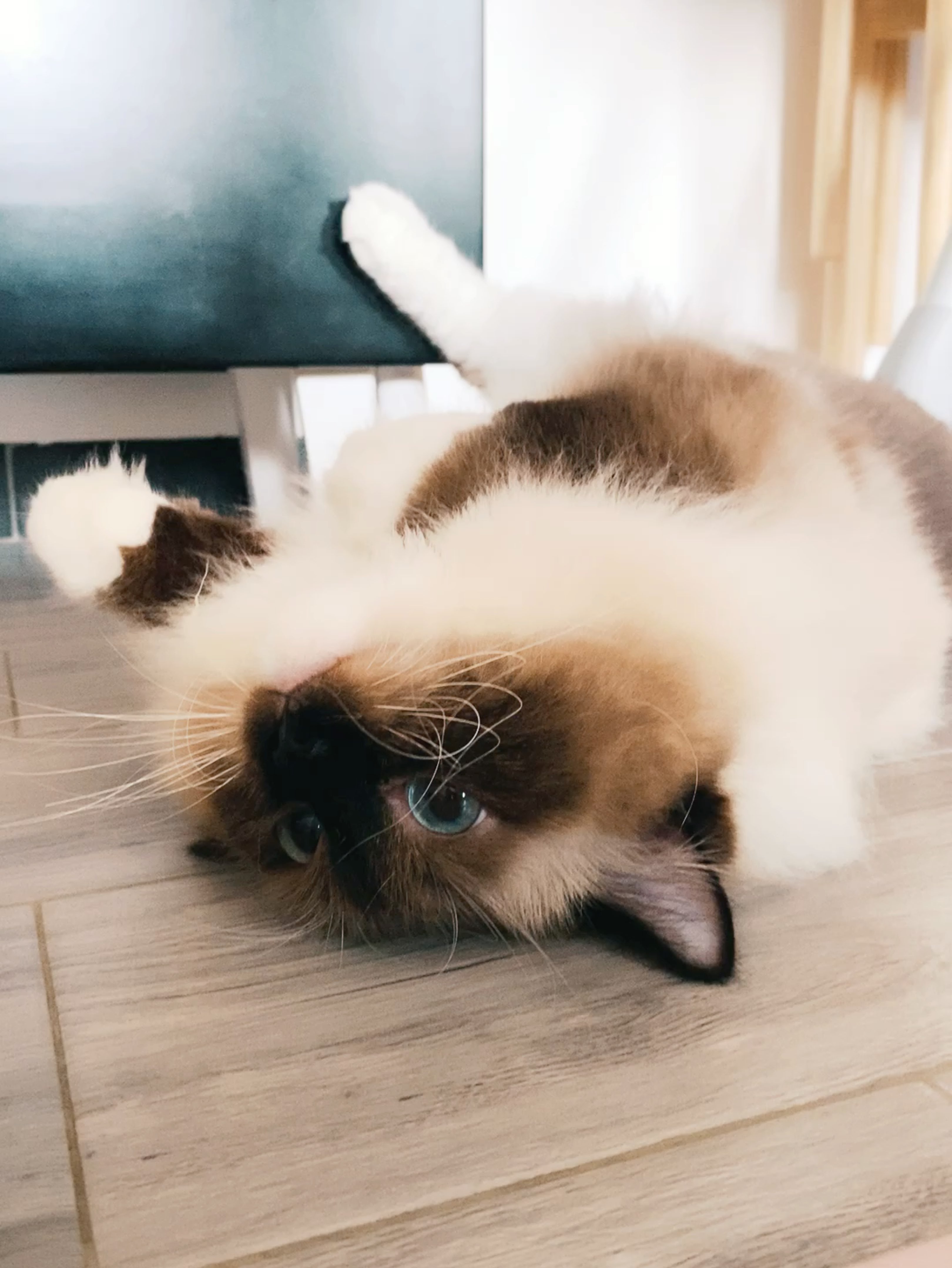 运动时在捣乱的猫