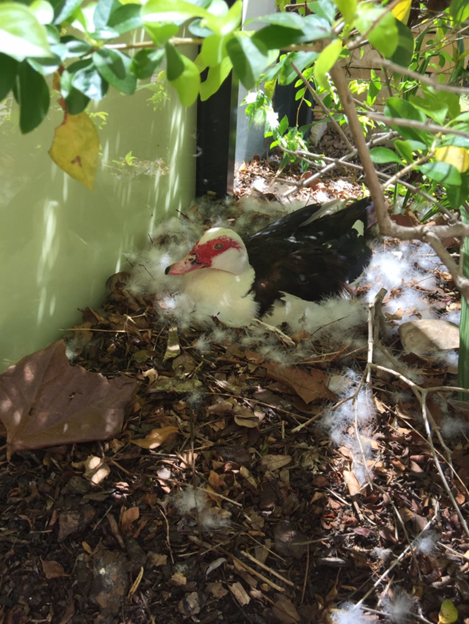 在房子的周围,又发现了几窝鸭子太可爱!亲爱的大家们,节日快乐!