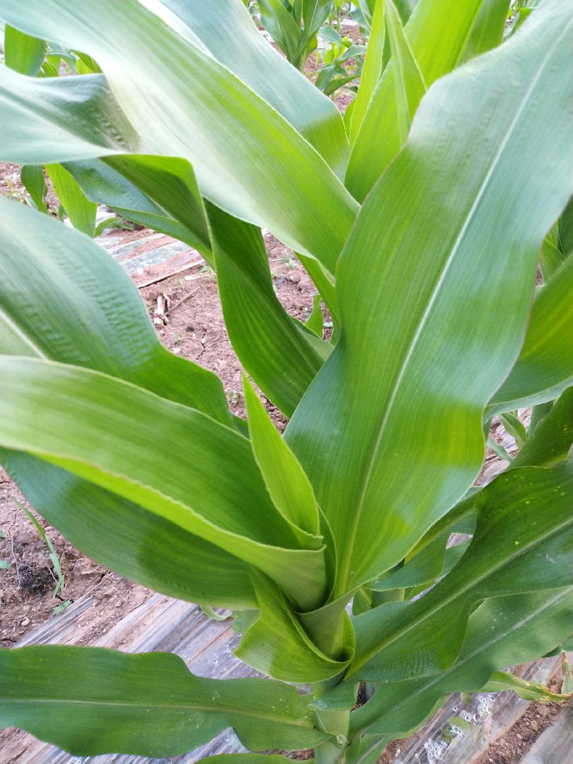 家鄉的味道胡豆毛毛菜生菜油菜籽玉米和銀杏樹豇豆