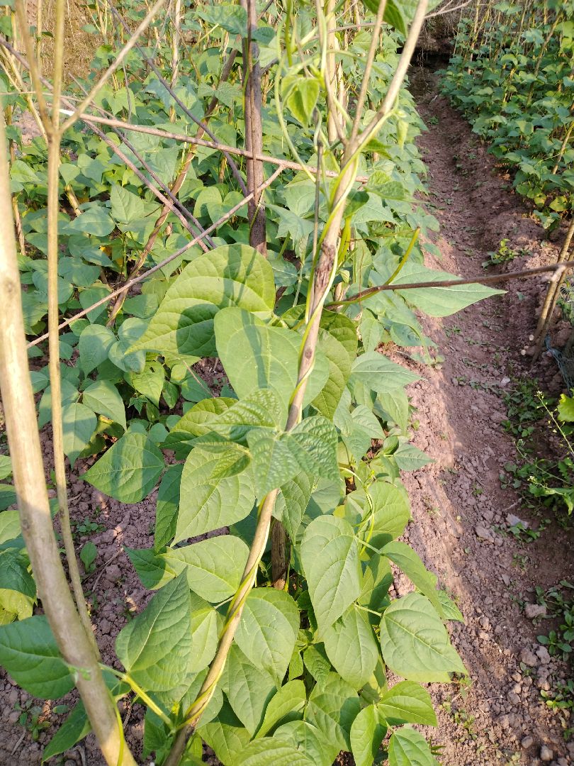 家乡的味道胡豆毛毛菜生菜油菜籽玉米和银杏树豇豆