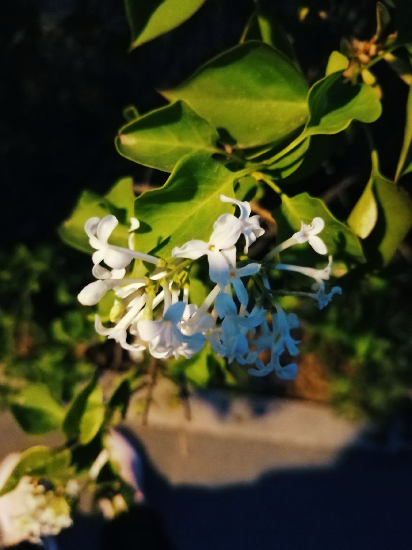 找到一朵三瓣丁香 把我所有的好运都转给奶奶