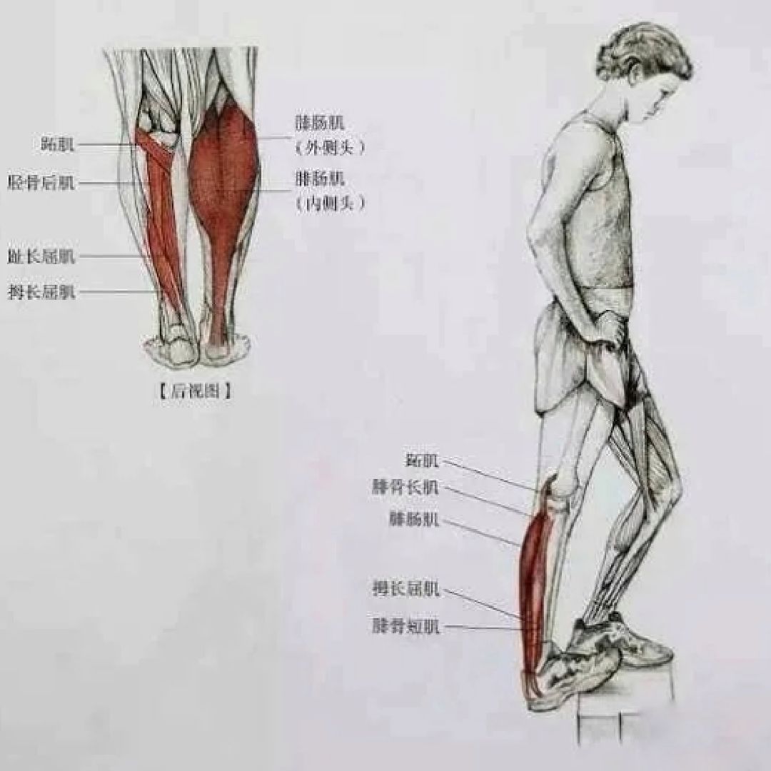 女团腿get  重点说小腿 先来看看我们小腿构造图  我们可以很清晰的