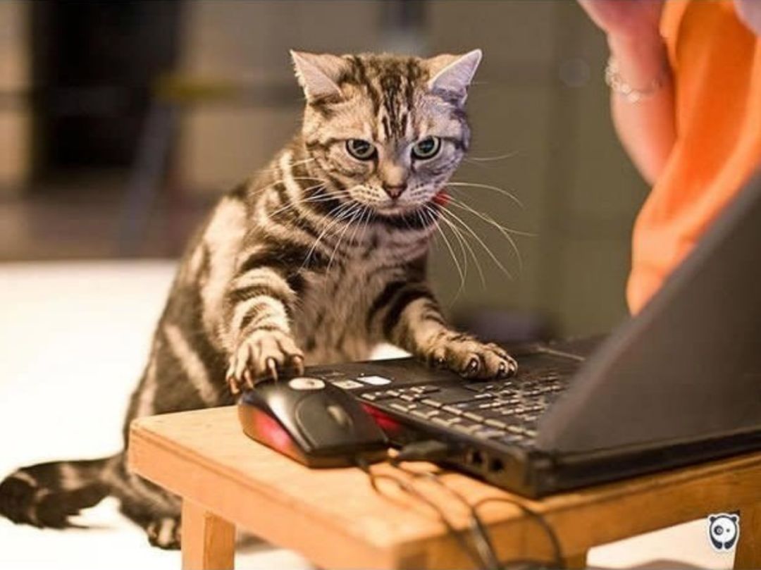 帅气猫猫绝不认输