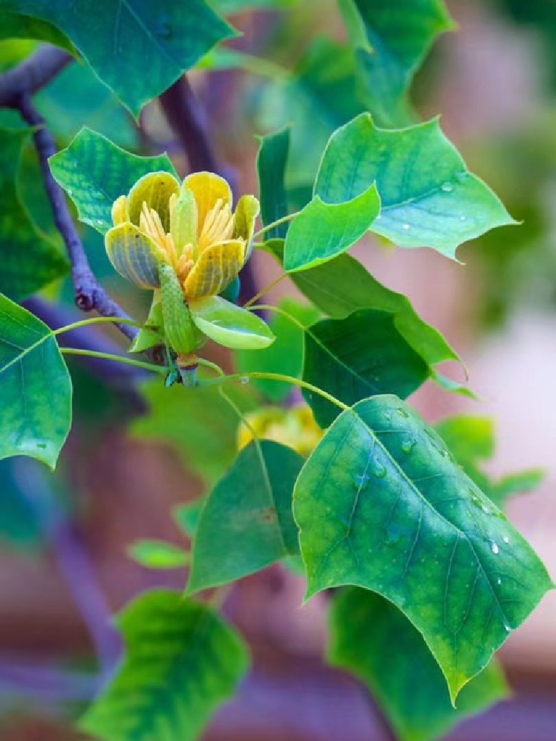 茉莉拍的马褂木的花