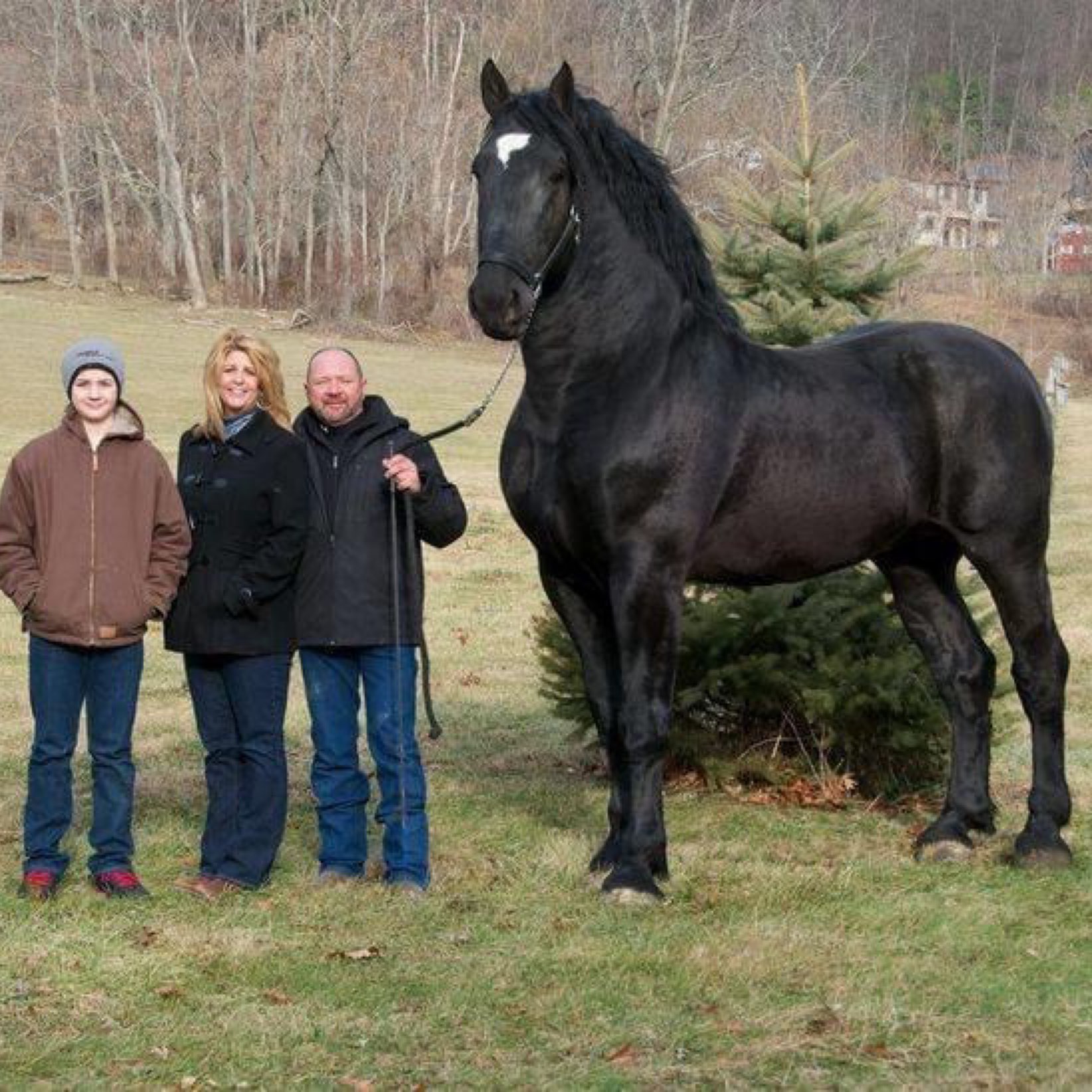 高大英俊的轻型佩尔什马