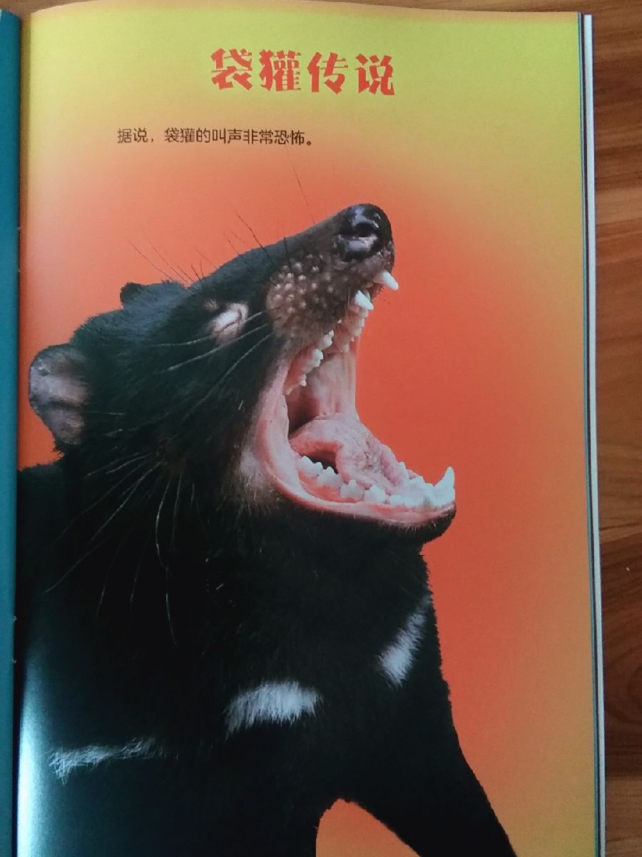选貂熊吧,好像很厉害的样子[doge]