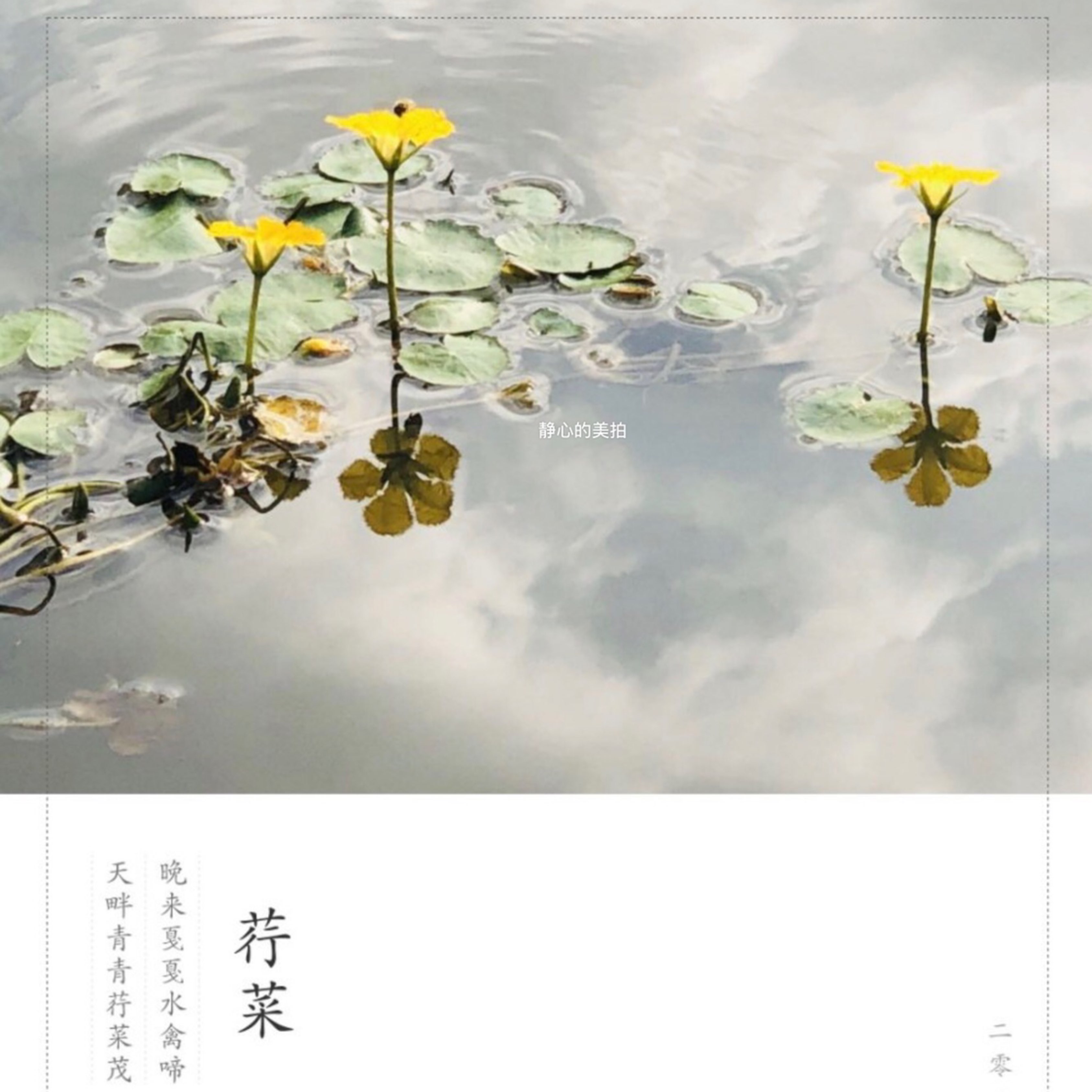 参差荇菜,左右流之_keep