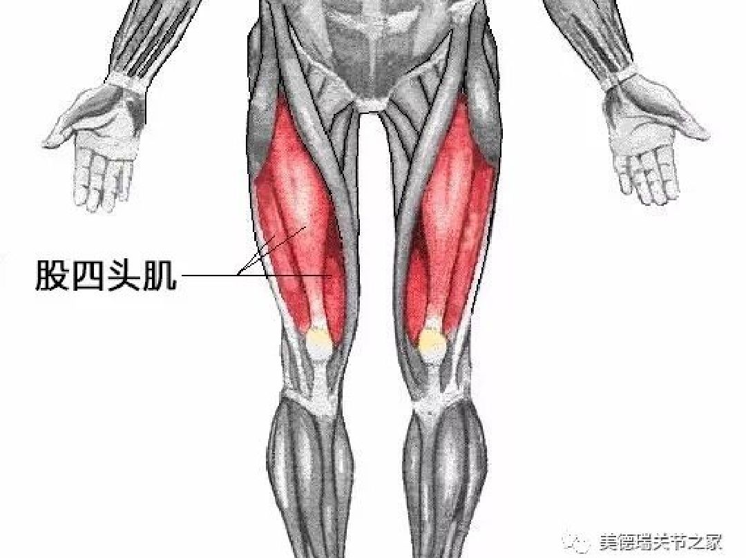 股四头肌位于大腿前面,是人体最大,最有力的肌肉之一