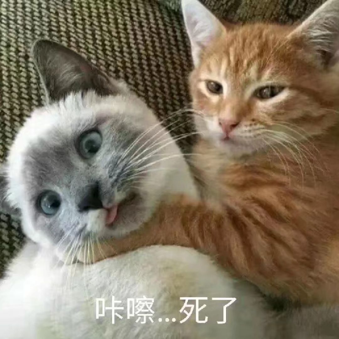 猫咪记仇表情包图片