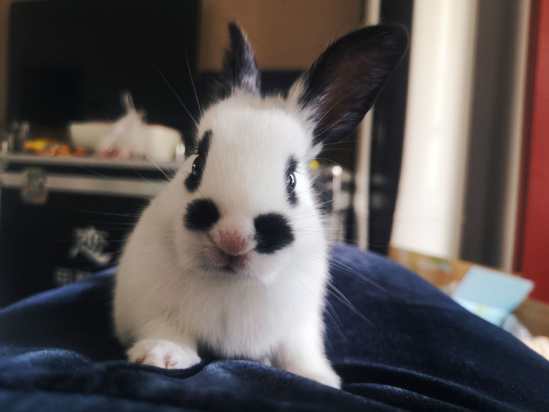 昨天刚买了两只熊猫兔,可爱到心要化了