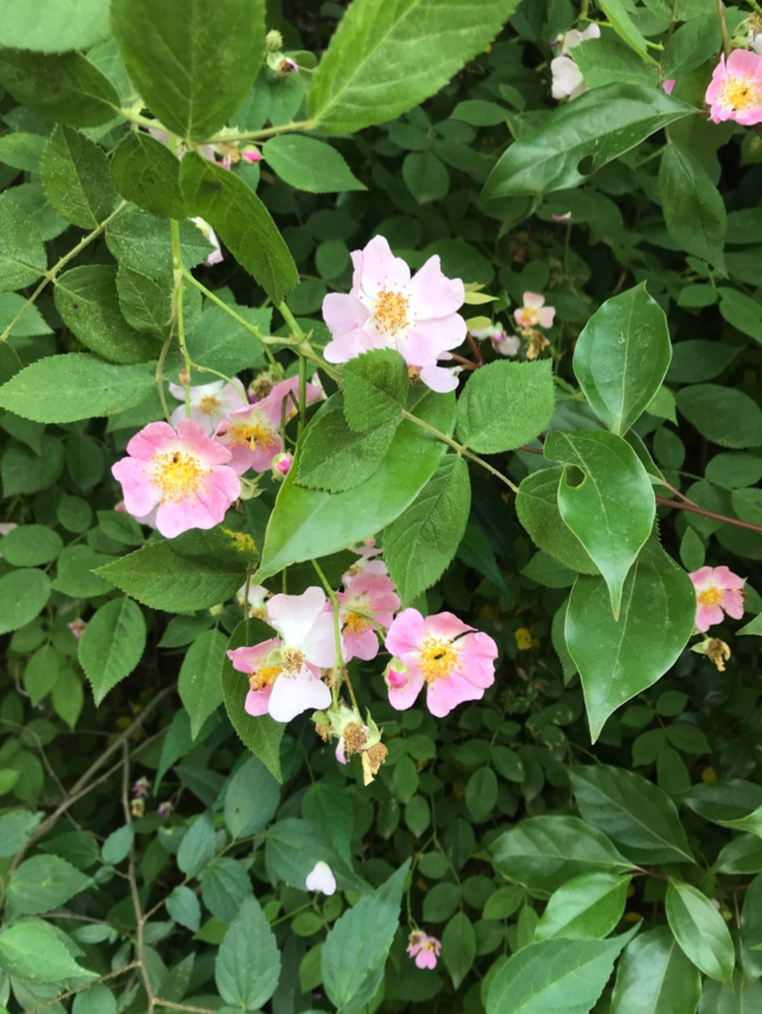 粉团蔷薇.每次去山里,总有收获.